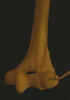 Dscn0952.jpg (9133 bytes)