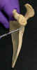 Dscn1154.jpg (56191 bytes)