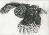Owl in Flight, Charcoal