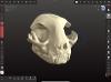 Cat Skull, Digital Sculpt (Early Stage)