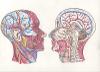 Anatomical Head and Neck Illustrations