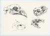 Animal Skull Studies