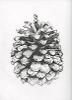 Pinecone Study, Pen and Ink