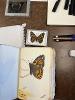 Orange Butterfly Studies