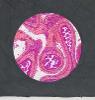 Microscope Tissue Study, Magenta