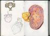 Vertebra and Kidney Cross-Section Studies