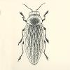 Beetle Illustration, Ventral View