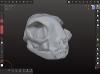 Cat Skull, Digital Sculpt (Refined)