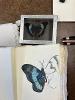 Blue Butterfly Studies